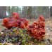 Мицелий Строчка обыкновенного (Gyromitra esculenta)